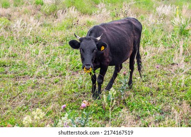 A Black Bull With A Nose Ring Grazes On A Field. Agriculture And Animal Husbandry.