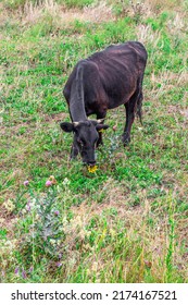 A Black Bull With A Nose Ring Grazes On A Field. Agriculture And Animal Husbandry.