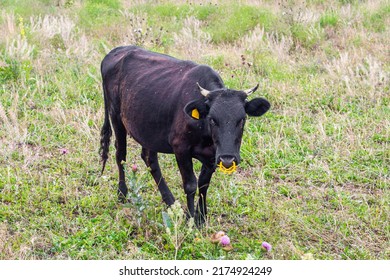 A Black Bull With A Nose Ring Grazes On A Field. Agriculture And Animal Husbandry.