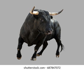 Black bull on isolated gray background. - Shutterstock ID 687847072