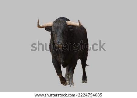 black bull on isolated a white background