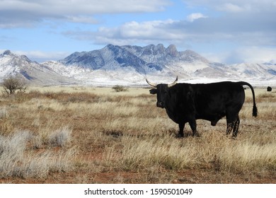 Black bull roaming the open range along highway 186, Cochise County, Arizona.