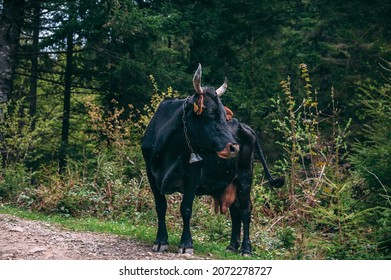 The black bull stands in the forest. A large black cow grazes in a meadow in the mountains. The cow has a chain with a bell around its neck. Flies fly around.
