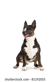 Black Bull Terrier Isolated On White