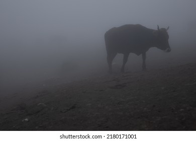 Black Bull Walking In White Haze On Mountain Slope In Overcast. Strong Cow In Thick Fog In Grim Gloomy Weather.