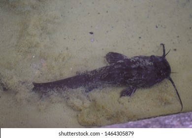 Black Bullhead Catfish (Ameiurus Melas)