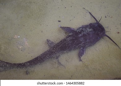 Black Bullhead Catfish (Ameiurus Melas)