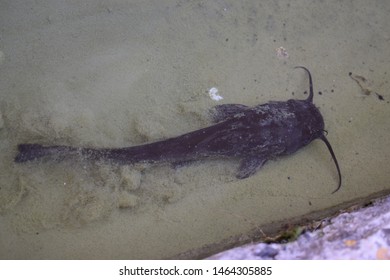 Black Bullhead Catfish (Ameiurus Melas)