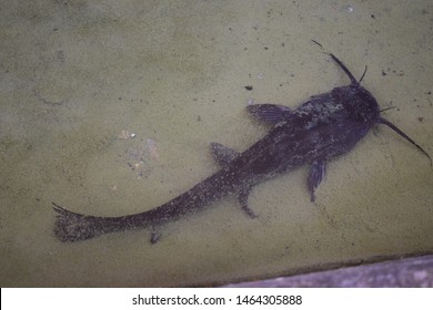 Black Bullhead Catfish (Ameiurus Melas)