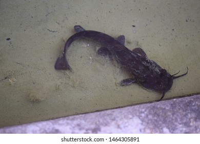 Black Bullhead Catfish (Ameiurus Melas)