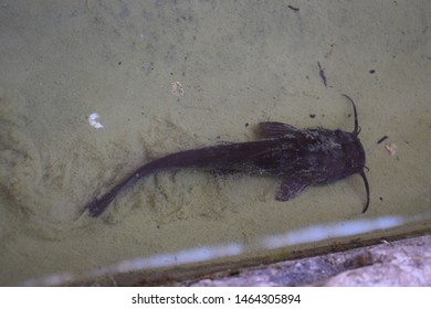 Black Bullhead Catfish (Ameiurus Melas)