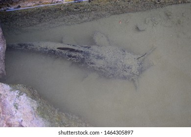 Black Bullhead Catfish (Ameiurus Melas)