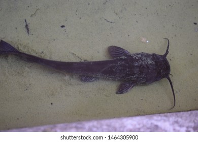 Black Bullhead Catfish (Ameiurus Melas)