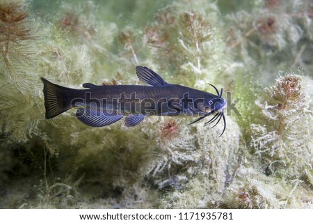 Black bullhead Catfish (Ameiurus melas) underwater photography. Freshwater fish in clean water and nature habitat. Natural light. Lake and river habitat. Wild animal.