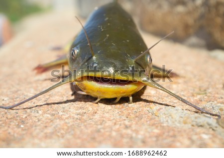 Black bullhead or black bullhead catfish, Ameiurus melas out of water. Freshwater fish, invasive species in Guadiana River, Spain