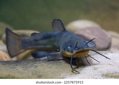 Black bullhead catfish caught in belgium - Shutterstock ID 2257875915