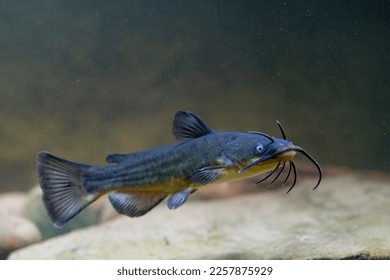 Black bullhead catfish caught in belgium - Shutterstock ID 2257875929