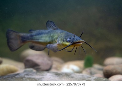 Black bullhead catfish caught in belgium - Shutterstock ID 2257875973