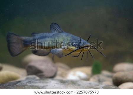 Black bullhead catfish caught in belgium