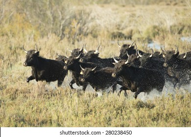 Black Bulls Of Camargue France Running In Water