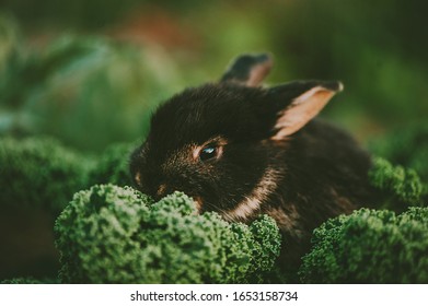 Black Bunny Rabbit Eating Kale Vegetables