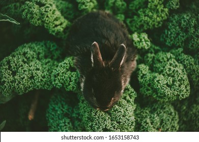 Black Bunny Rabbit Eating Kale Vegetables