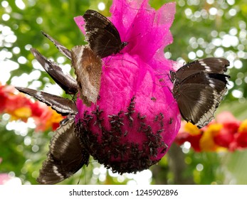 Butterfly Feeder Images Stock Photos Vectors Shutterstock