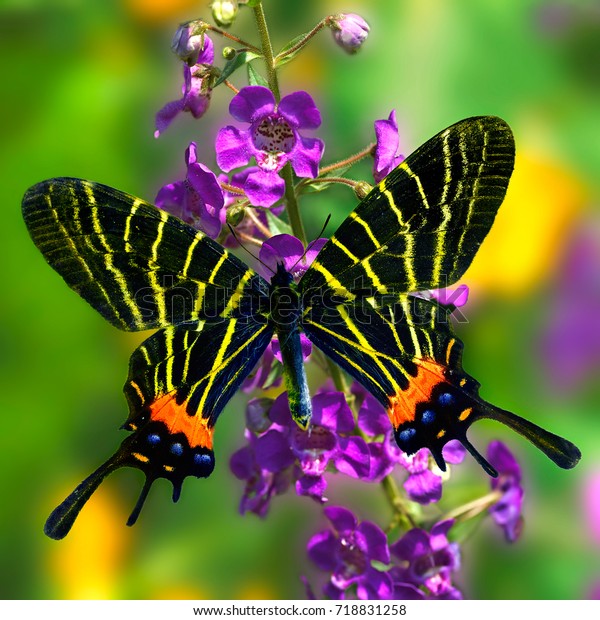 Sưu tập Bộ cánh vẩy 2 - Page 52 Black-butterfly-bhutanitis-thaidina-chinese-600w-718831258