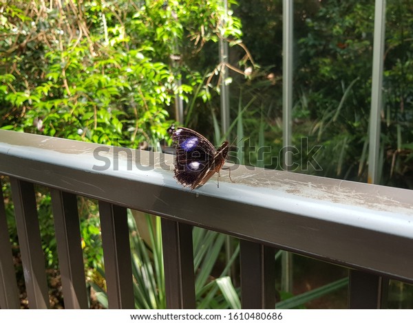 Black Butterfly Blue White Resting On Stock Image Download Now