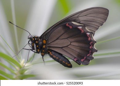 Black Butterfly An A Leaf