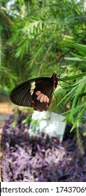 Black Butterfly, Nature Indoor Butterfly Enclosure Insect Closeup 