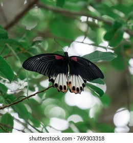 Black butterfly on leaf