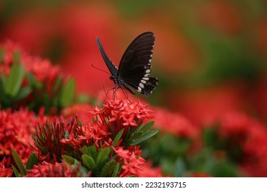 black butterfly on red flower collecting honey - Powered by Shutterstock