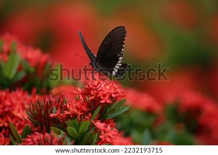 black butterfly on red flower collecting honey