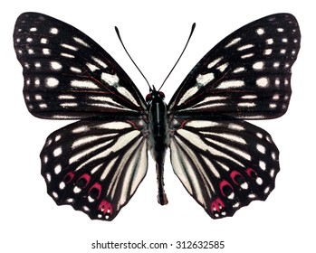 Black butterfly with white spot and have pink stripes on wing  isolated on a white background, the glassy tiger