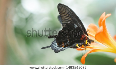 Black butterfly with black wings sits on orange flower. Macro.