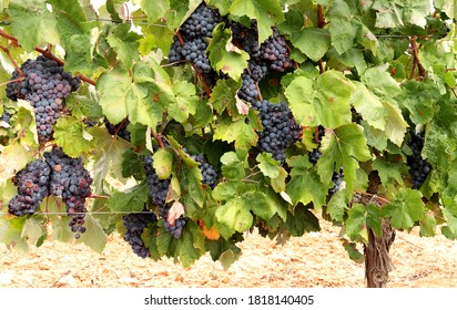 Black Cabernet Sauvignon Grapes Await Harvest