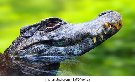 The Black Caiman - Melanosuchus Niger Is Critically Endangered Orinoco Crocodile. Largest Predator In The Amazon Ecosystem. Wildlife Photo From Brazil Nature. Animal Theme.