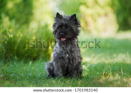 Black cairn terrier dog sitting on green grass in the park on a sunny day