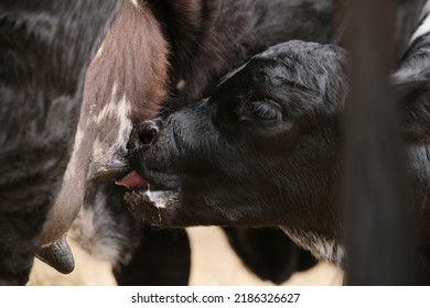 Black Calf Nursing Udder Bag Of Cow Mom For Animal Nutrition Concept.