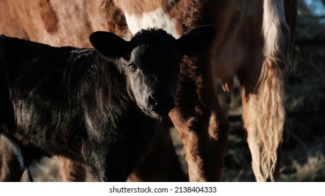 Black Calf With Texas Longhorn Cow In Background On Cattle Farm.