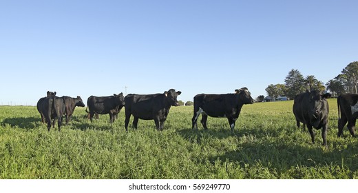 cattle industry