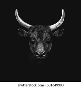 black camargue bull face portrait isolated on white background - Shutterstock ID 581649388