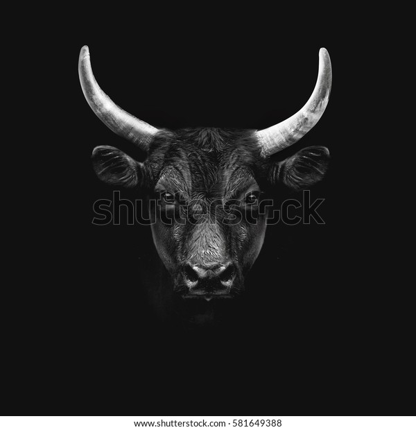 black camargue bull face portrait isolated on\
white background