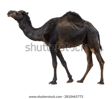 Black Camel Black Camel Side Profile View Da Isolated On White Background