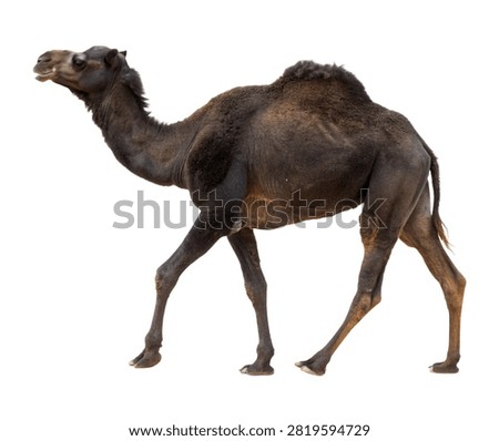 Black Camel Black Camel Side Profile View Da Isolated On White Background