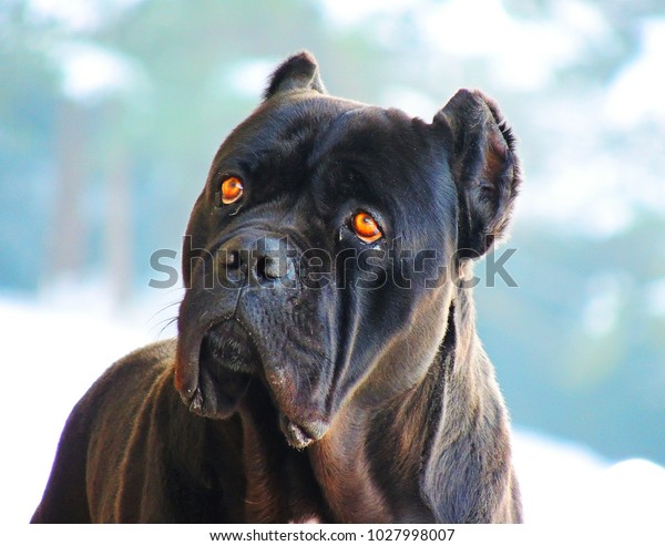 Black Cane Corso Dangerous Dog Breed Animalswildlife