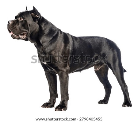 Black Cane Corso Powerful Guard Dog Standing Isolated on White Background