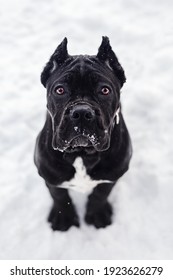 Black Cane Corso Puppy Sitting Snow Stock Photo 1923626279 | Shutterstock