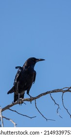 A Black Cape Crow Perched In A Dead Tree